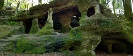 La fleur de vie - activités vers Maxilly Sur Saone - foret-de-la-serre